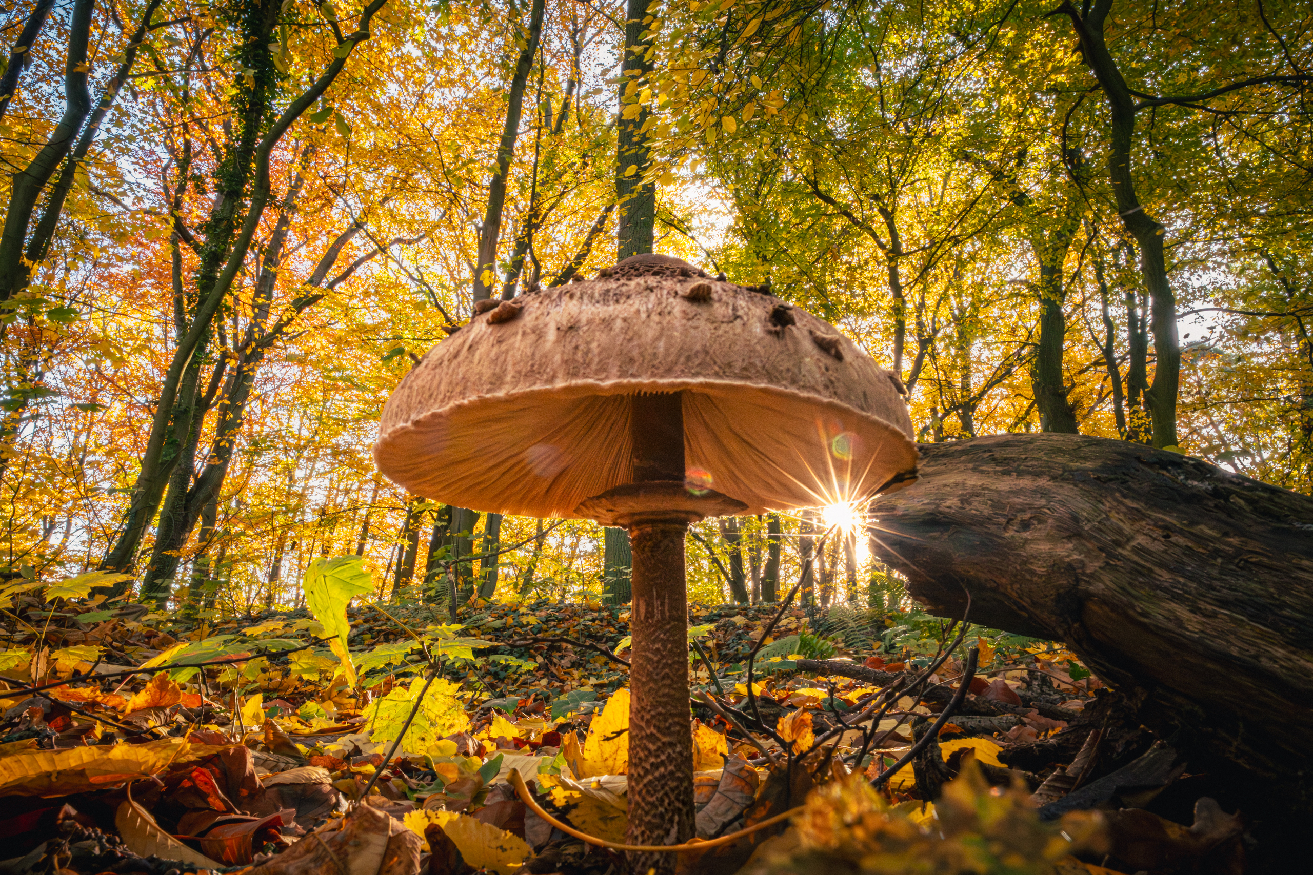 Czubajka kania z podsuniętym słońcem — nisko z ziemi, szeroki kąt, backlight.