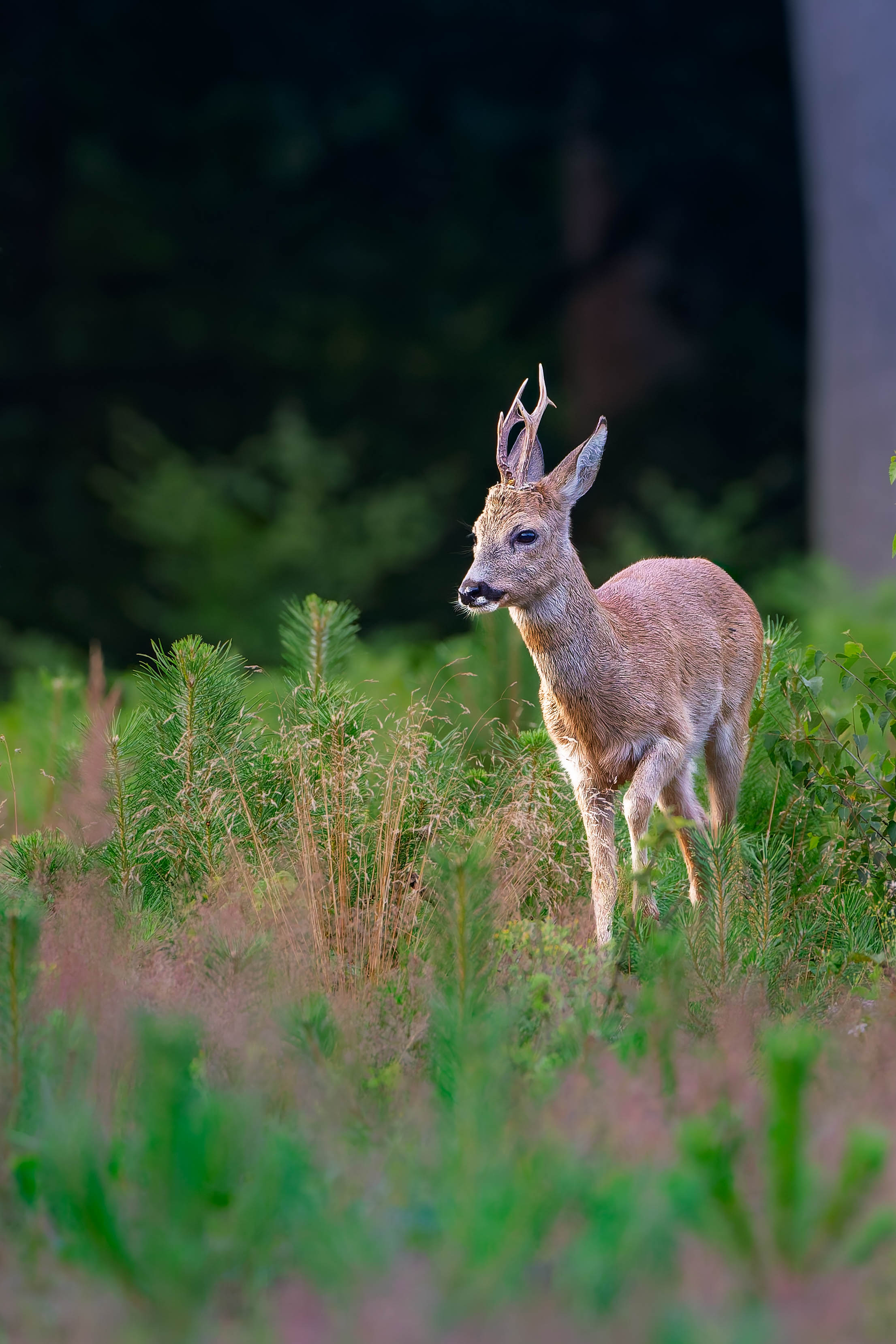 Młody kozioł sarny stojący na tle leśnej polany, wśród wysokich traw i iglaków, oświetlony popołudniowym światłem.
