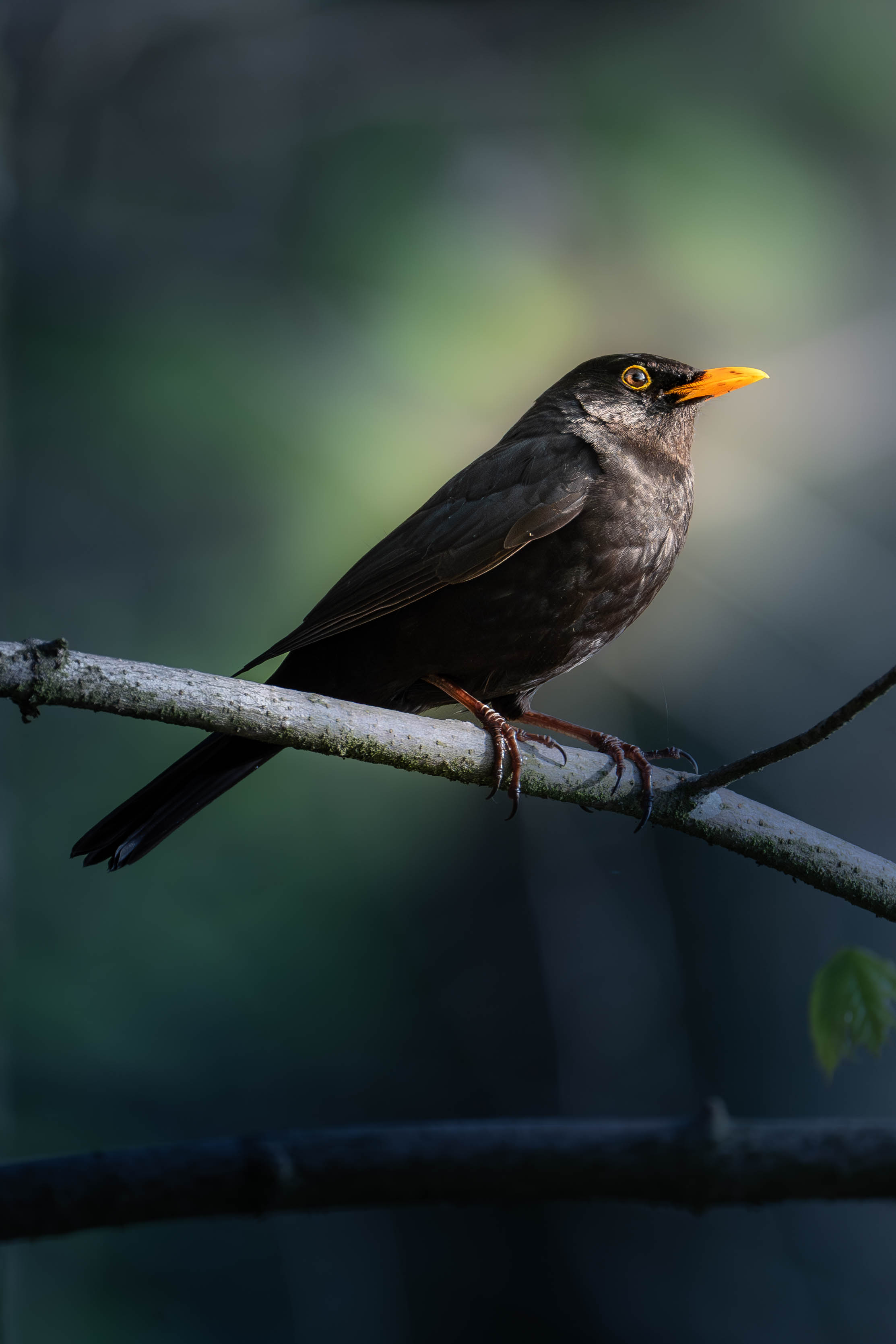 Samiec kosa z pomarańczowym dziobem, siedzący na gałęzi w cieniu leśnego otoczenia z delikatnym światłem padającym na jego głowę.